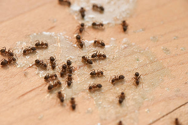 Best Wildlife Control Services  in Appleton City, MO
